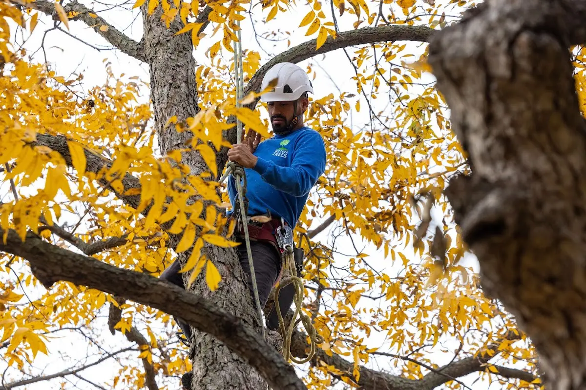 Skilled Tree Trimming crew working in Corolla